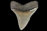 Serrated, Fossil Megalodon Tooth - Collector Quality #92894-2